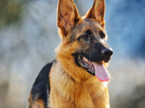 German Shepherd for sale